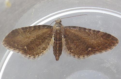 Réf. 231 234 : Eupithecia vulgata